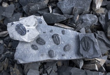 U-Dig Fossils Coupon